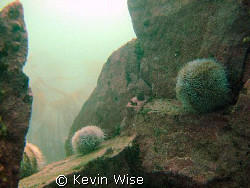 the farne islands, blue caps dive by Kevin Wise 